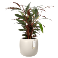 amber beads small 40cm blanco lino